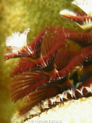 Christmas Tree Worm by Hisham Elshafie 